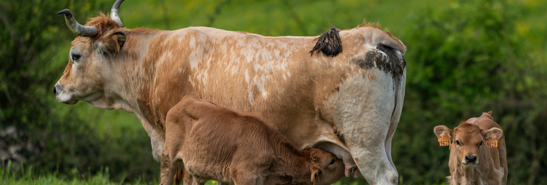 La ganadería de leche