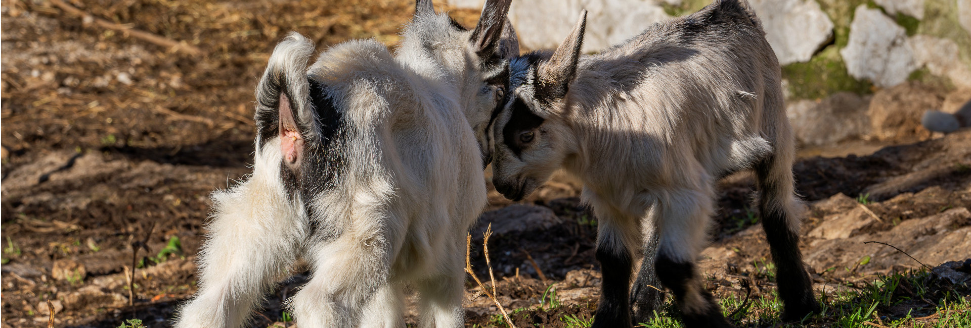 Nuestros Quesos y Queserias