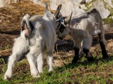 Nuestros Quesos y Queserias